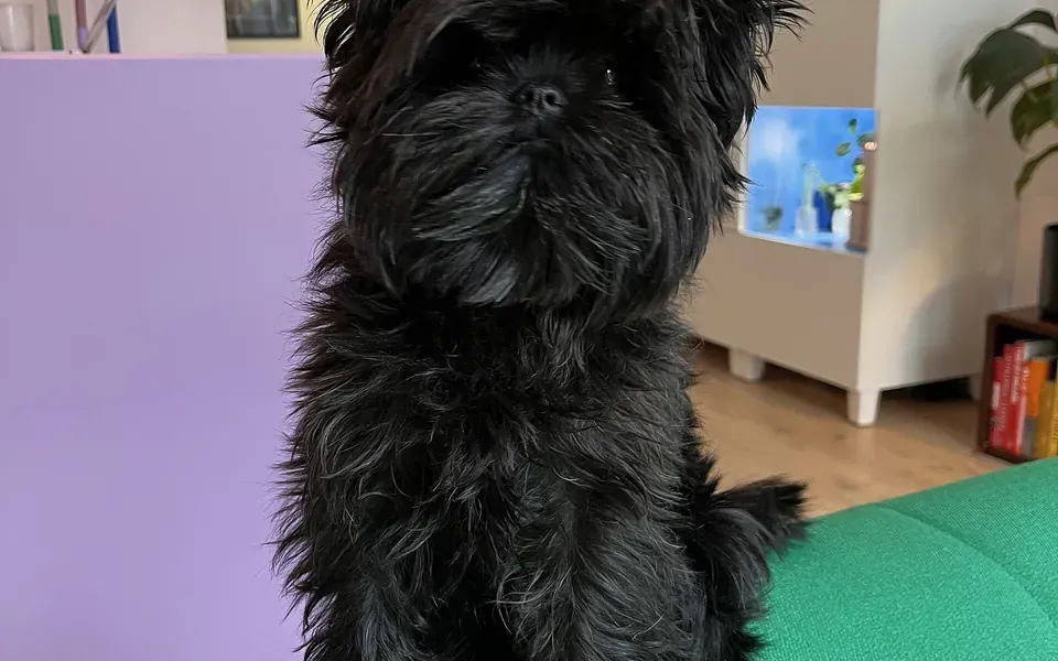 Affenpinscher, photographie de la race