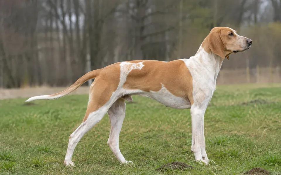 Illustration générique d'un chien de type courant, fauve et blanc