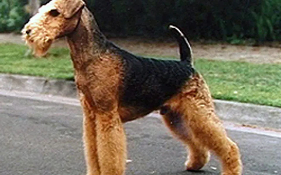 Airedale Terrier, photographie de la race