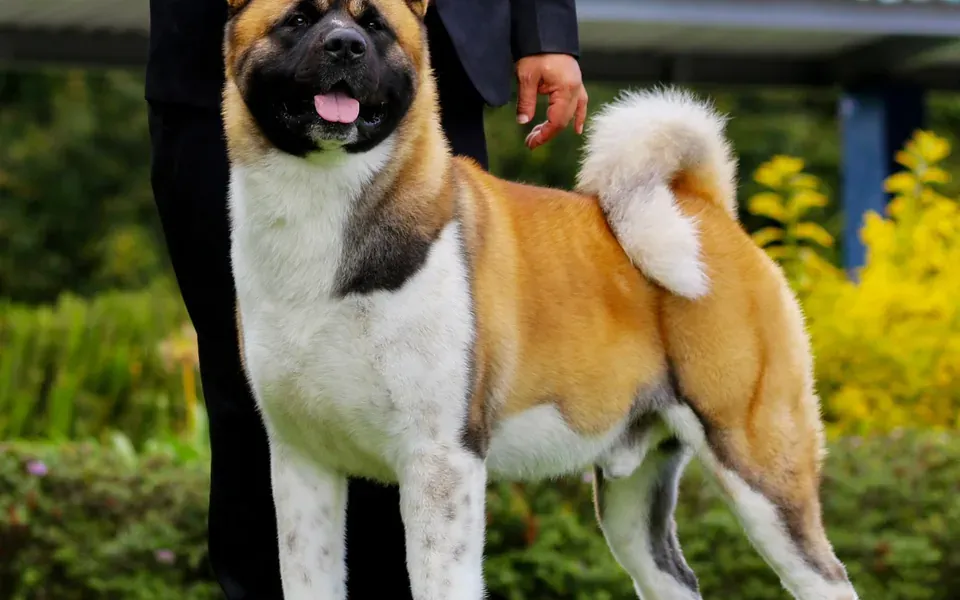 Akita américain, photographie de la race