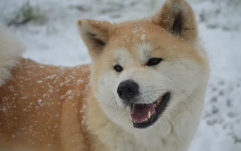 Akita Inu, photographie de la race