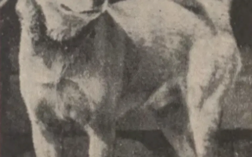 Akita matagi, photographie de la race