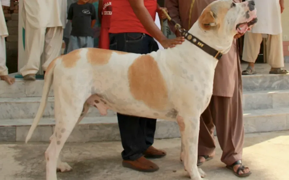 Alangu Mastiff, photographie de la race