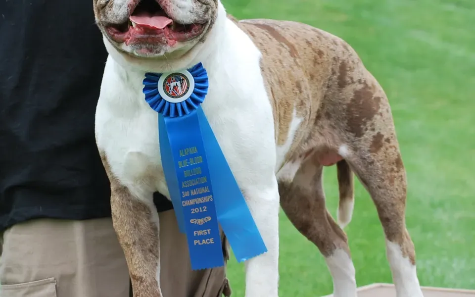 Alapaha Blue Blood Bulldog, photographie de la race