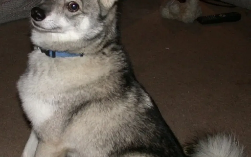 Alaskan Klee Kai, photographie de la race