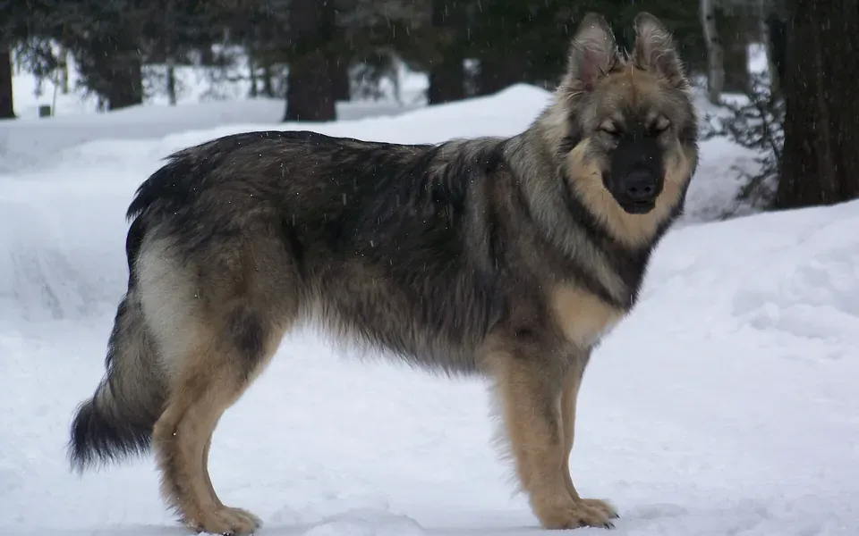 American Alsatian, photographie de la race