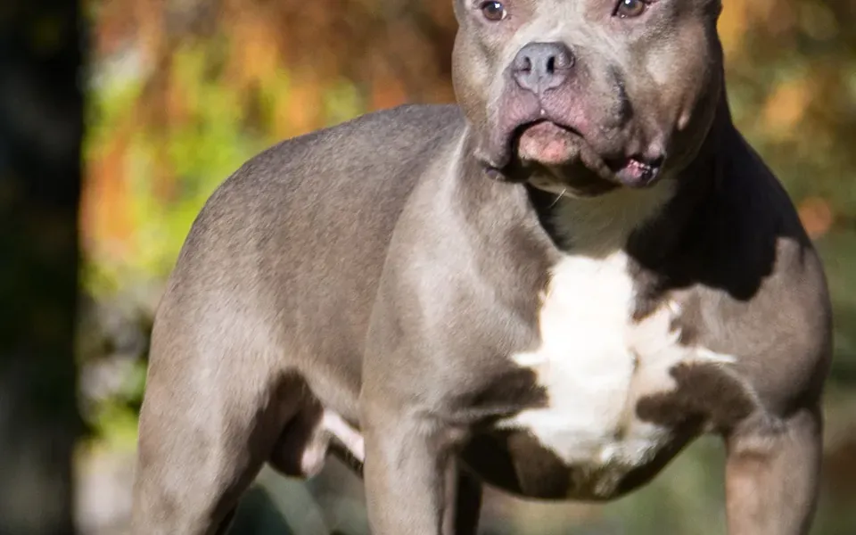American Bully, photographie de la race