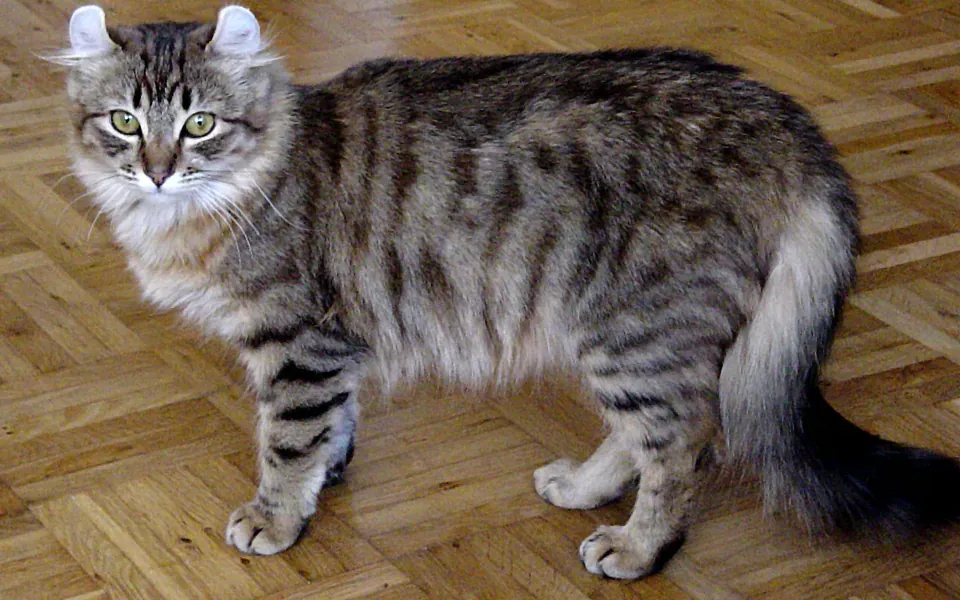 American curl, photographie de la race