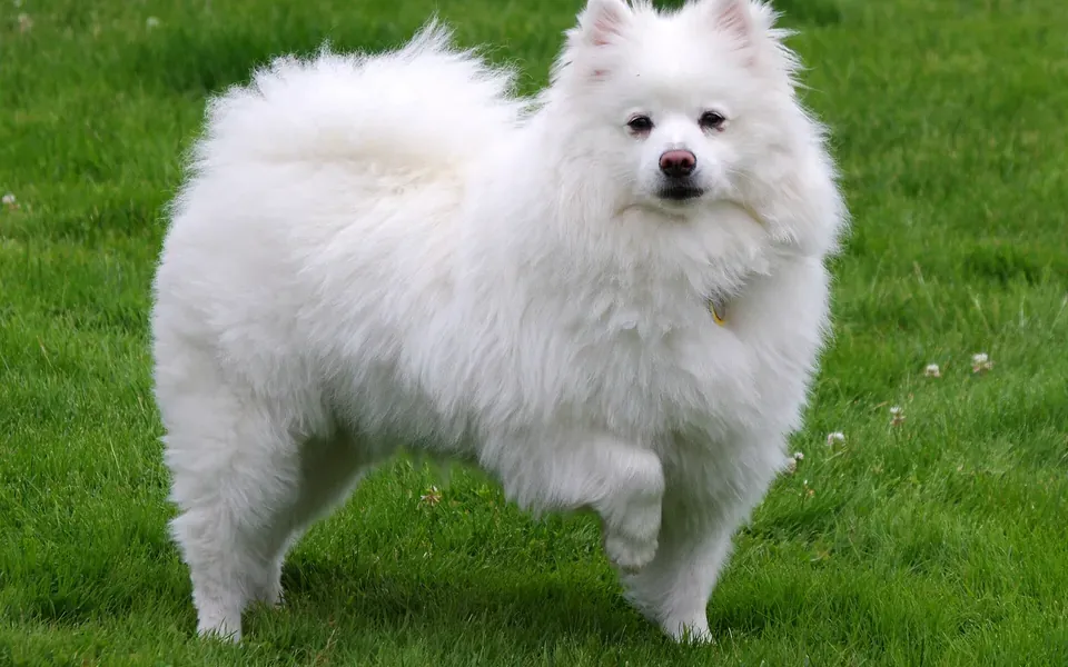 American Eskimo, photographie de la race