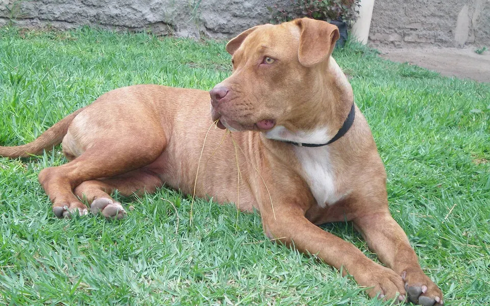 American Pit Bull Terrier, photographie de la race