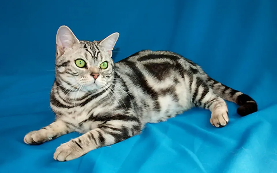 American shorthair, photographie de la race