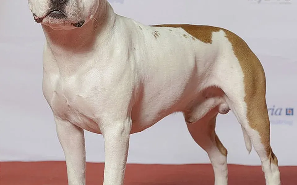 American staffordshire terrier, photographie de la race