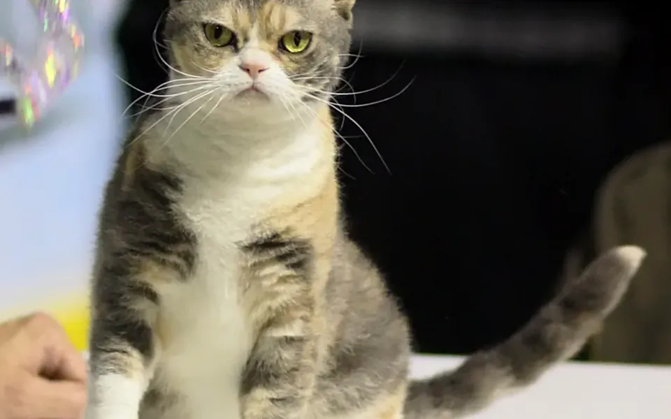 American wirehair, photographie de la race