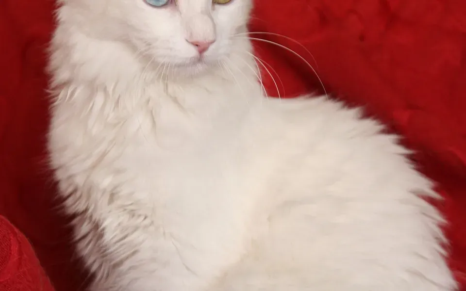 Angora turc, photographie de la race