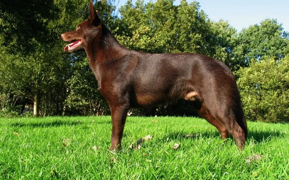 Australian Kelpie, photographie de la race