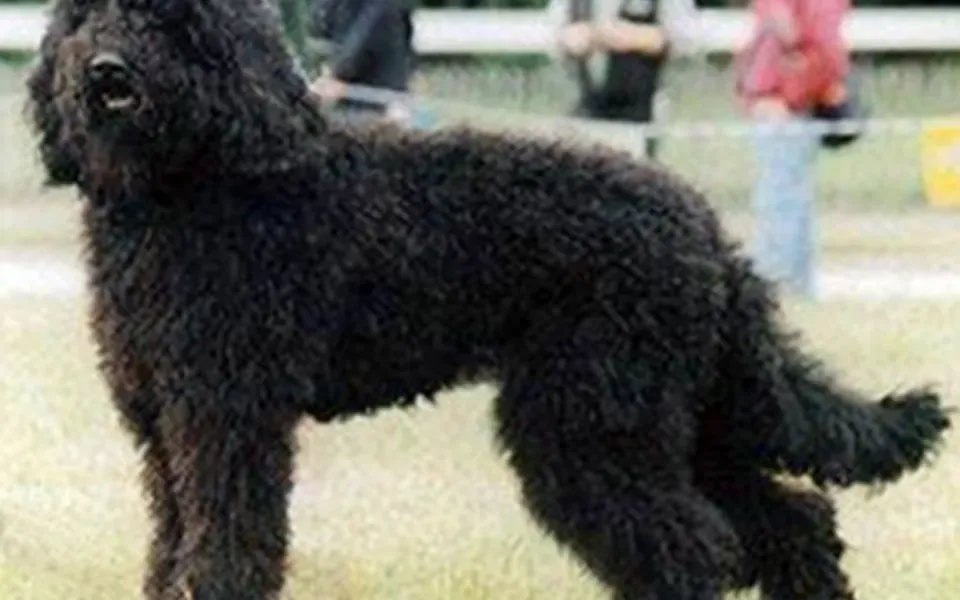 Barbet, photographie de la race