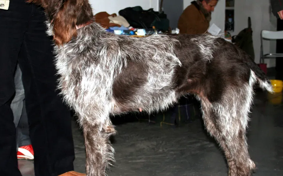 Barbu tchèque, photographie de la race