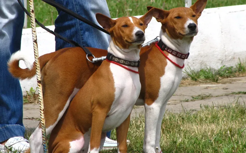 Basenji, photographie de la race