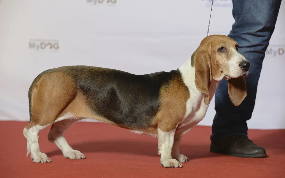 Basset artésien normand, photographie de la race