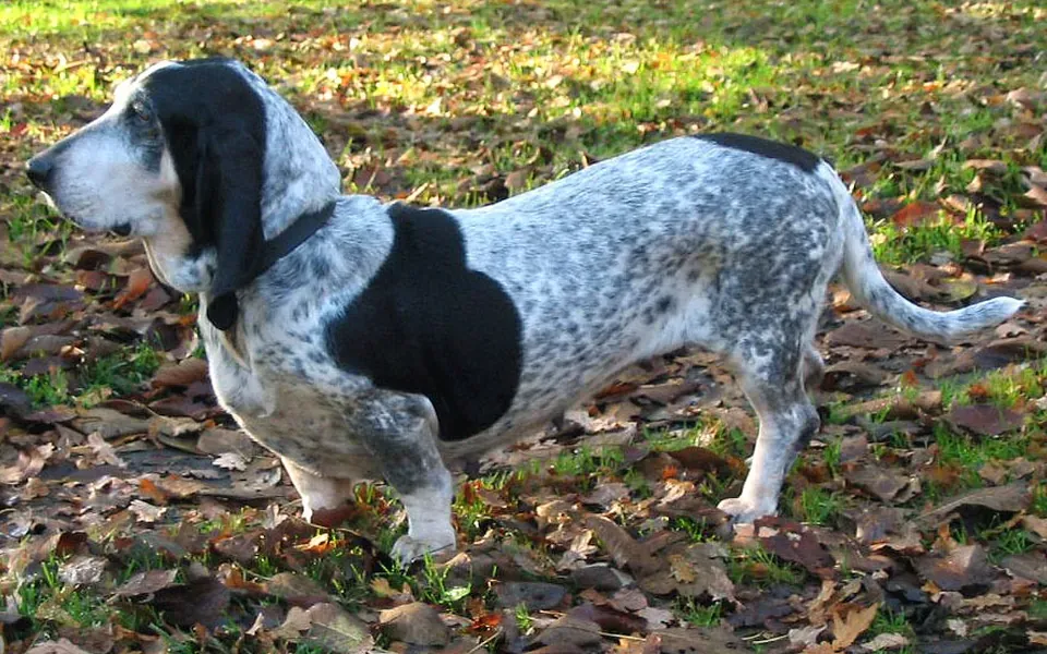 Basset bleu de Gascogne, photographie de la race