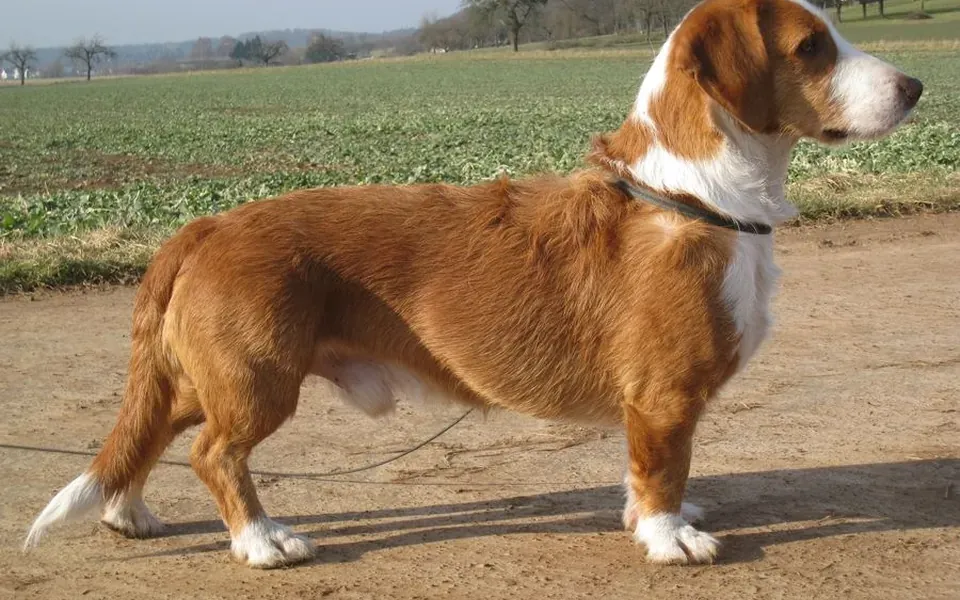 Basset de Westphalie, photographie de la race