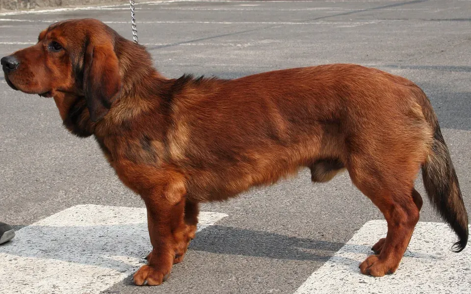 Basset des Alpes, photographie de la race