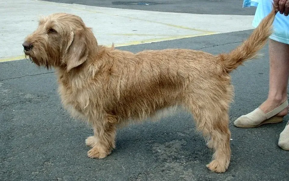 Basset fauve de Bretagne, photographie de la race