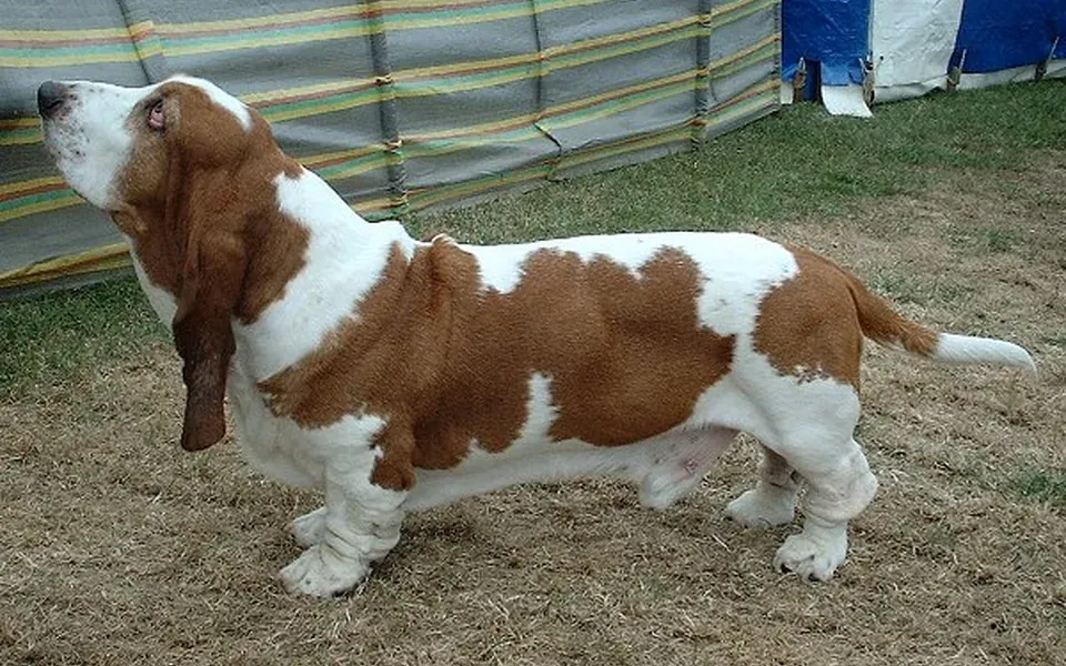 Basset hound, photographie de la race