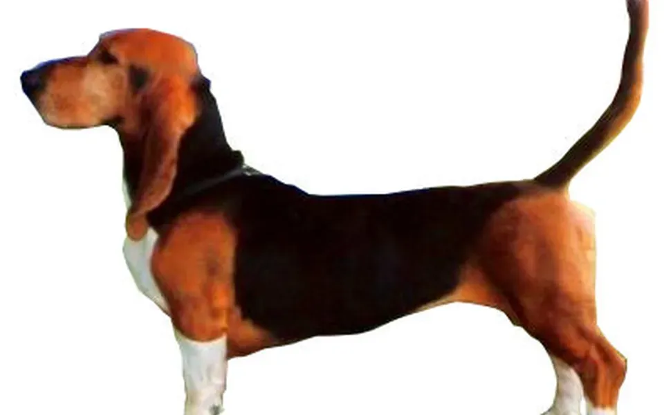 Basset, photographie de la race