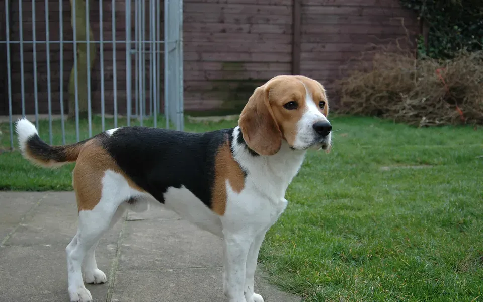 Beagle, photographie de la race