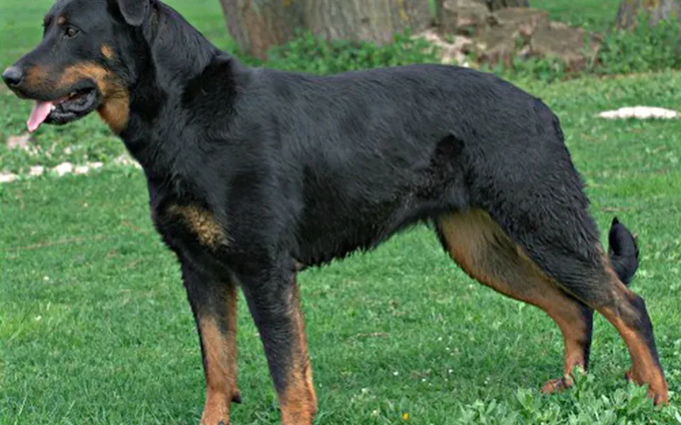 Beauceron, photographie de la race