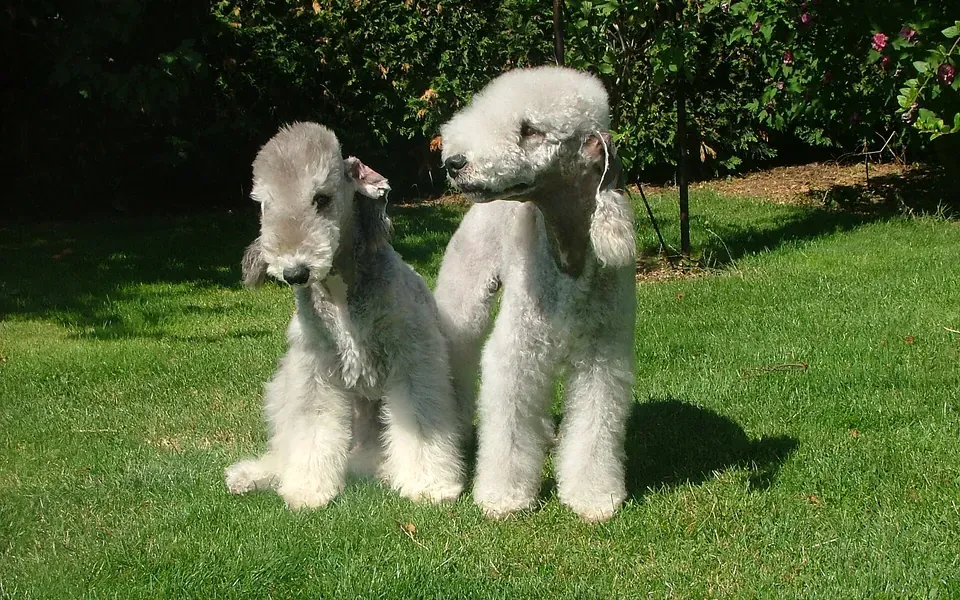Bedlington terrier, photographie de la race