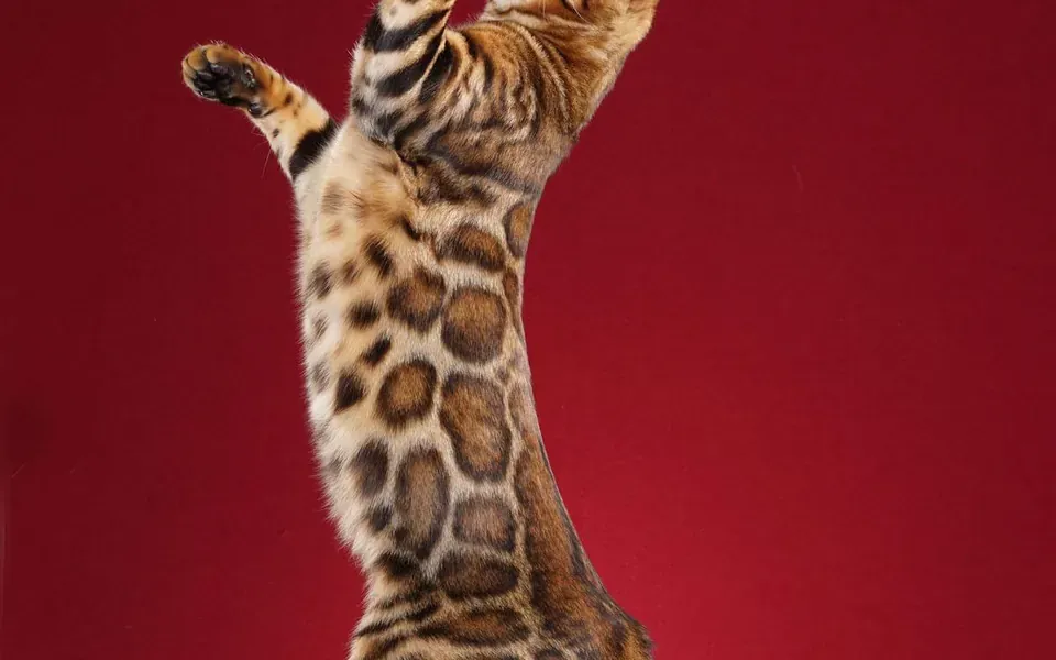 Bengal, photographie de la race
