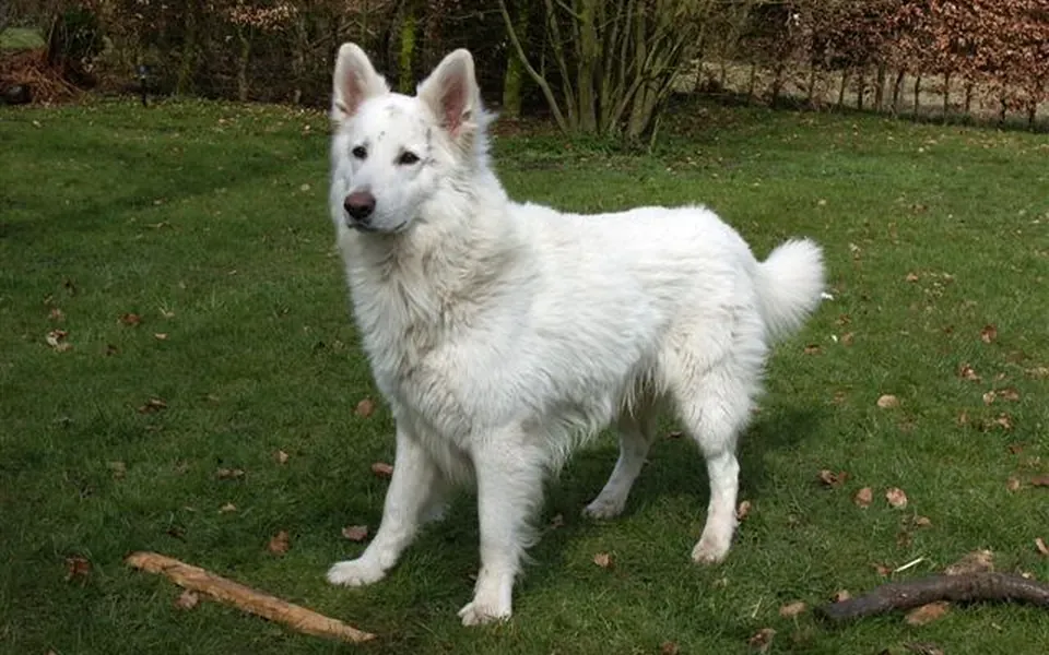 Berger blanc suisse, photographie de la race