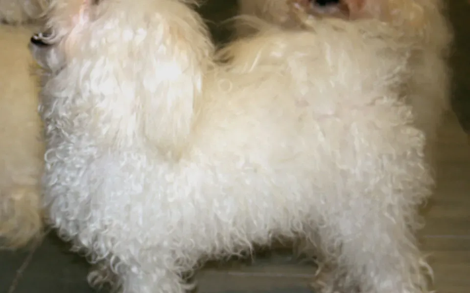 Bichon bolonais, photographie de la race