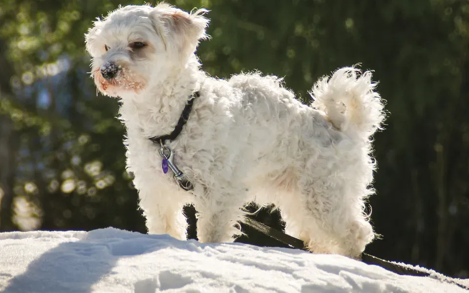 Bichon havanais, photographie de la race