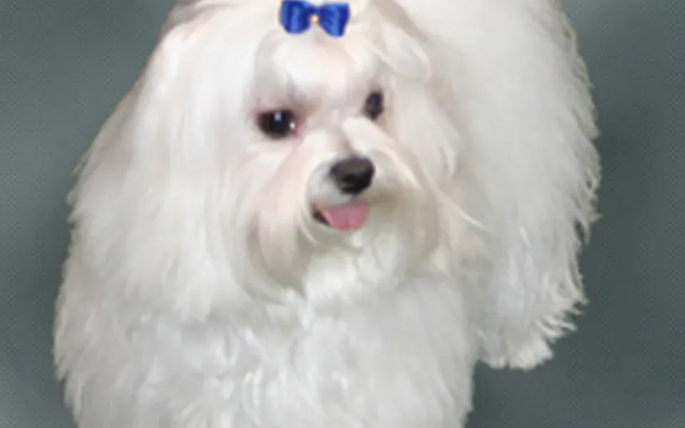 Bichon maltais, photographie de la race