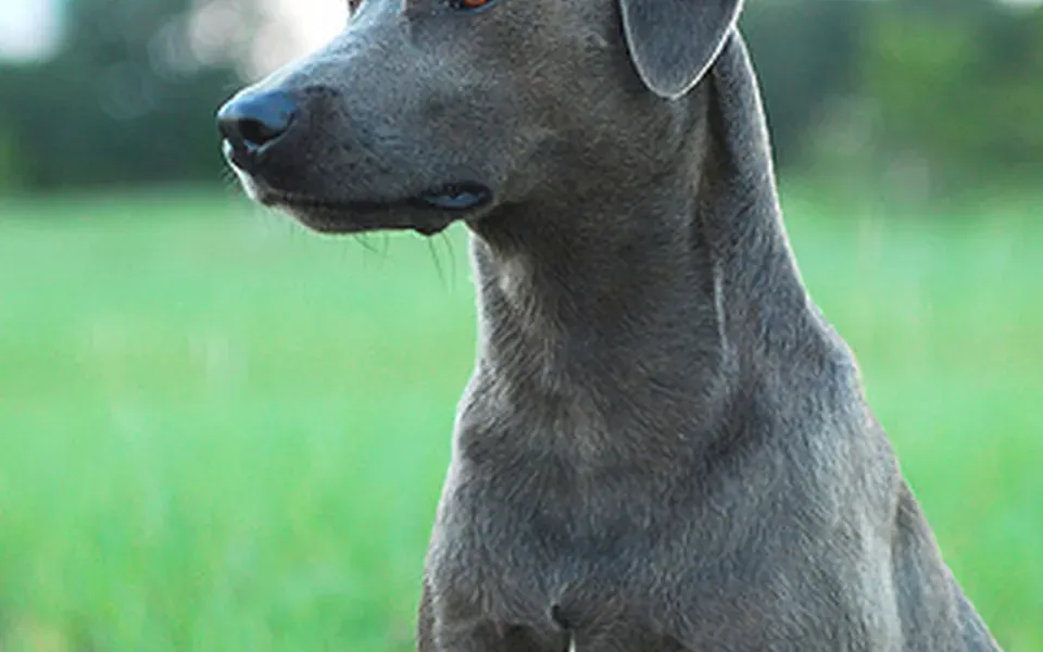 Blue Lacy, photographie de la race