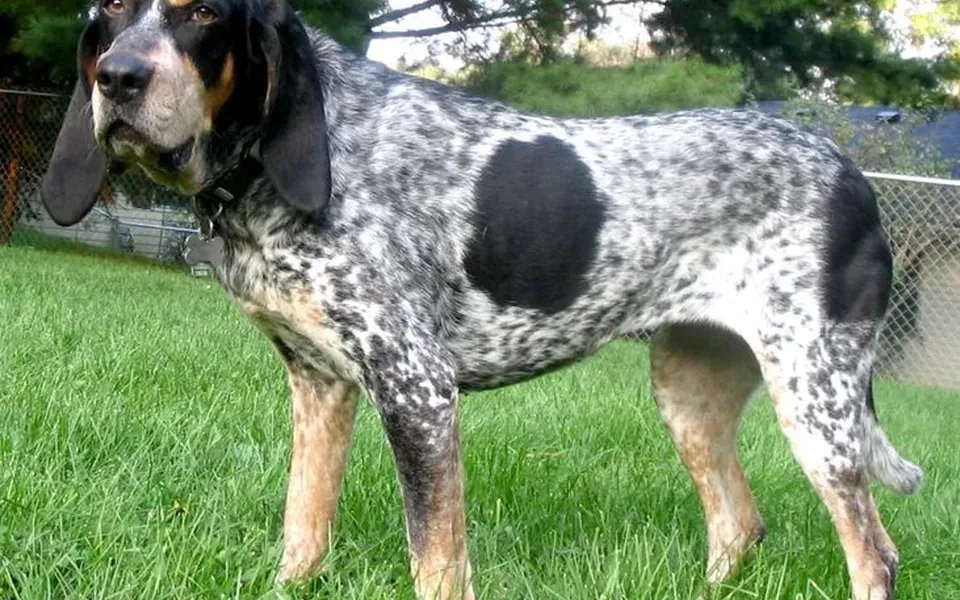 Bluetick coonhound, photographie de la race