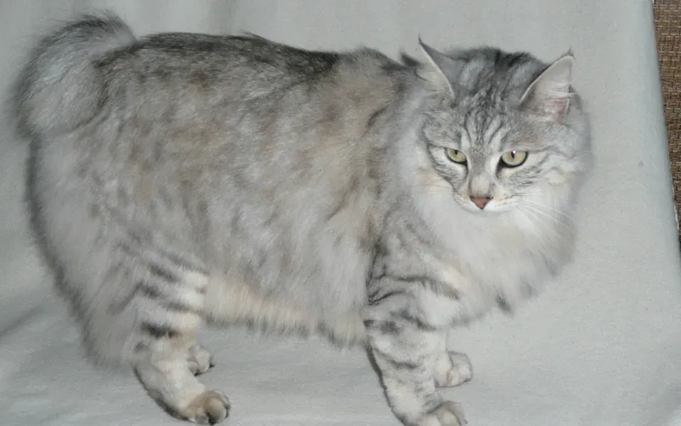 Bobtail des Kouriles, photographie de la race