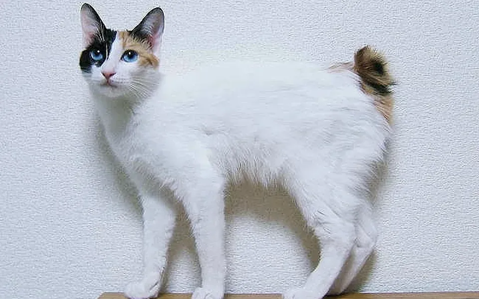 Bobtail japonais, photographie de la race