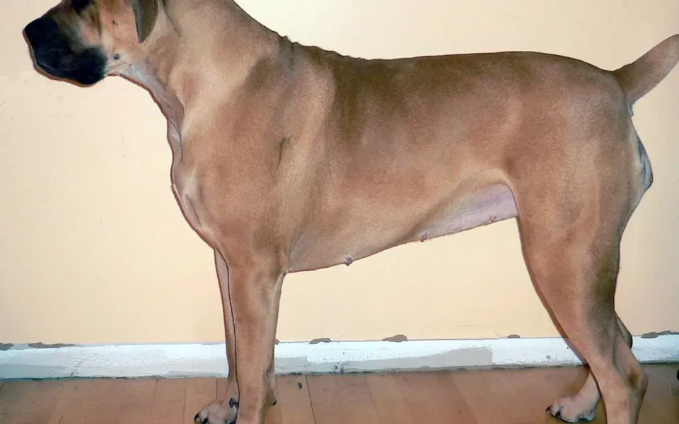 Boerboel, photographie de la race