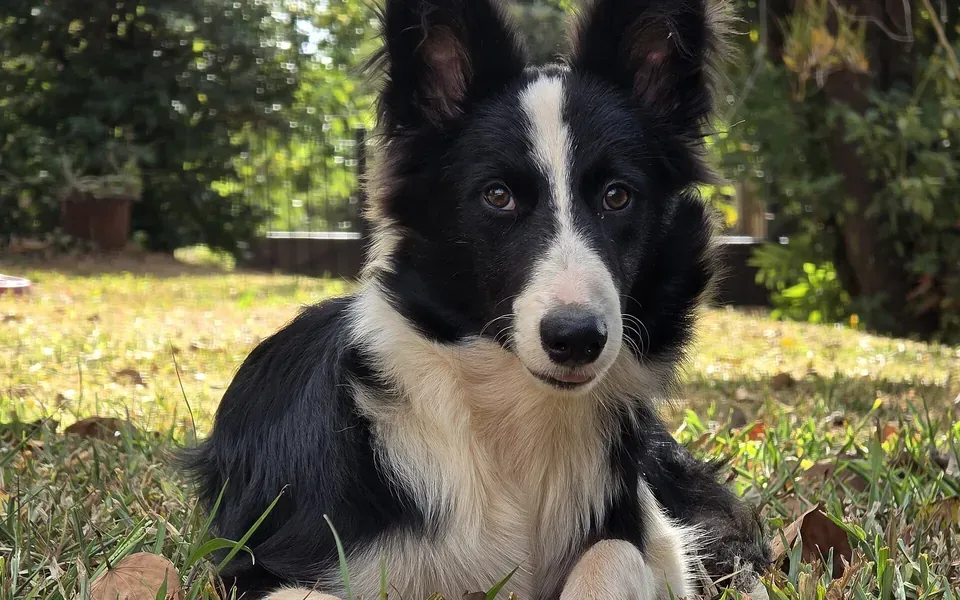 Border Collie, photographie de la race
