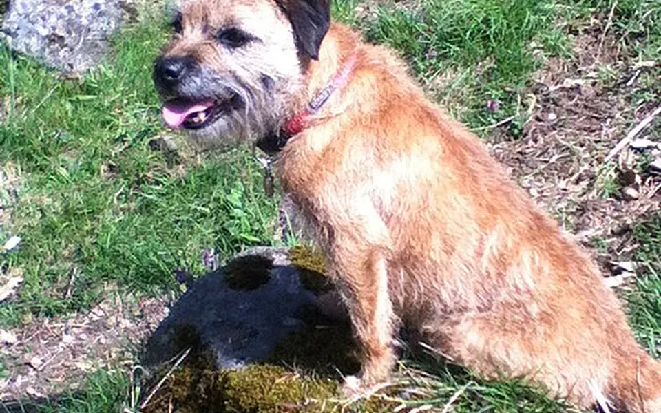 Border Terrier, photographie de la race