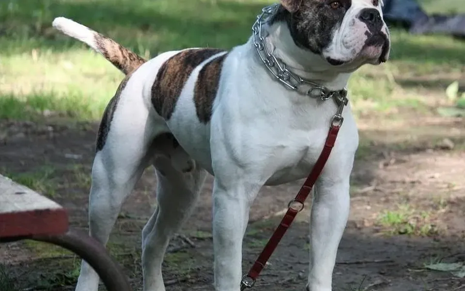 Bouledogue américain, photographie de la race