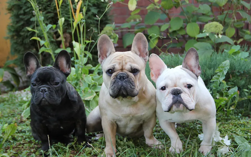 Bouledogue français, photographie de la race