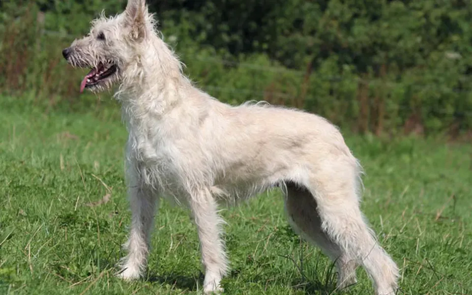 Bouvier des Ardennes, photographie de la race