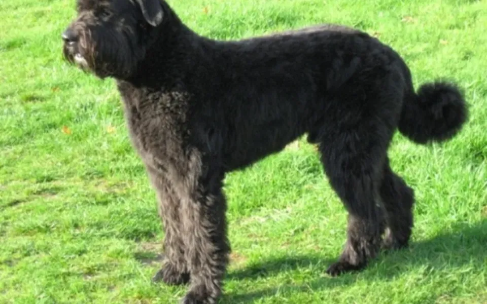 Bouvier des Flandres, photographie de la race