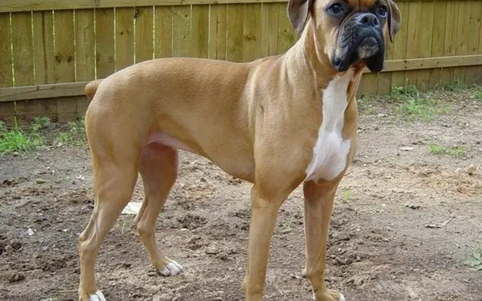 Boxer, photographie de la race