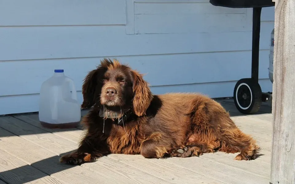 Boykin Spaniel, photographie de la race